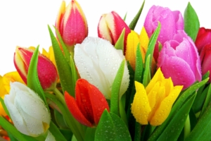 Fresh Tulips4691119543 300x200 - Fresh Tulips - Tulips, Fresh, flower